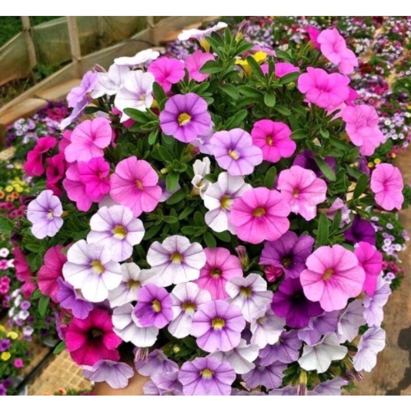 Petunia Hybrida Dwarf Mixed Seeds (10 Pieces) 