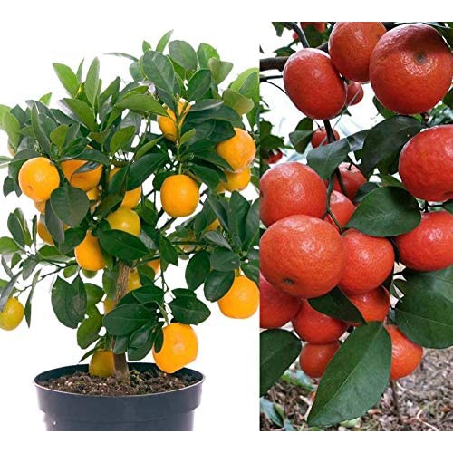 20+ Mandarin Orange Tree Seeds Dwarf Edible Fruit Citrus Fruit Plant ...