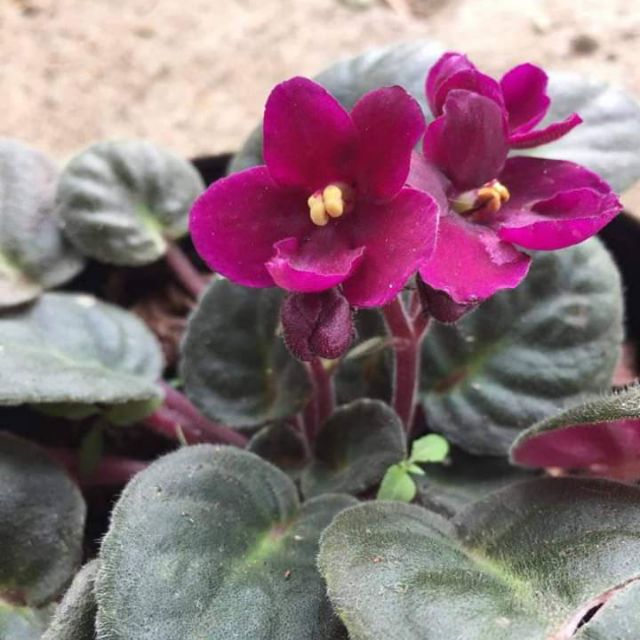 African Violet Plants For Sale! Shopee Philippines