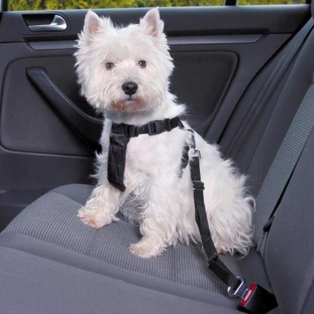 dog safety leash car seat belt