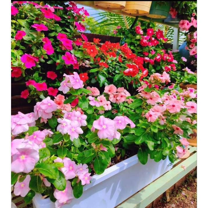 Hanging Periwinkle Vinca Kumintang (40 seeds, 1015 varieties) Shopee