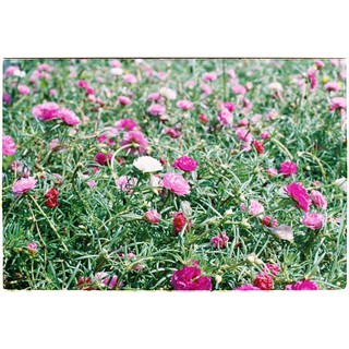 [Fuji Super HQ 200] - Film 135 (35mm) Cheap Price 24 Styles, US Goods #8