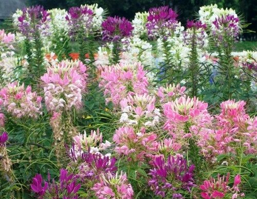 【HuahuaWorld】10pcs FRESH SPIDER PLANT MIXED FLOWER SEEDS