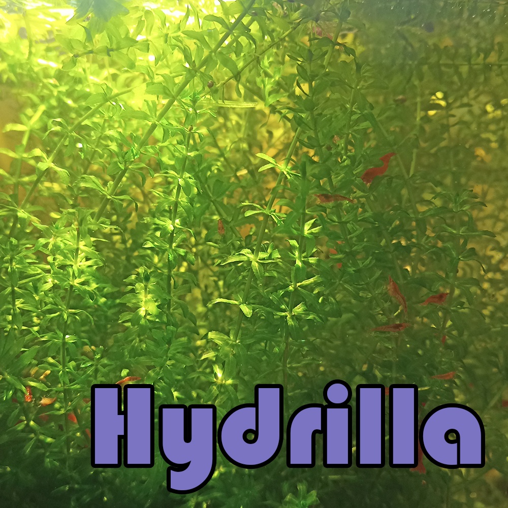 Hydrilla (1 Free shrimp) aquatic plant planted or floating plant best