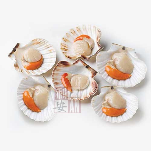 Half shell scallop 1kg (around 20pcs) Shopee Philippines