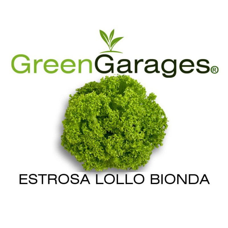 Estrosa Lettuce Lollo Bionda 500600 seeds Shopee Philippines