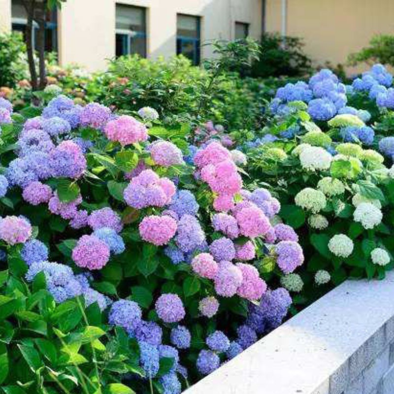20P Hydrangea Flower Seeds 40 Kinds Beautiful Perennial Garden and Potted Plants 