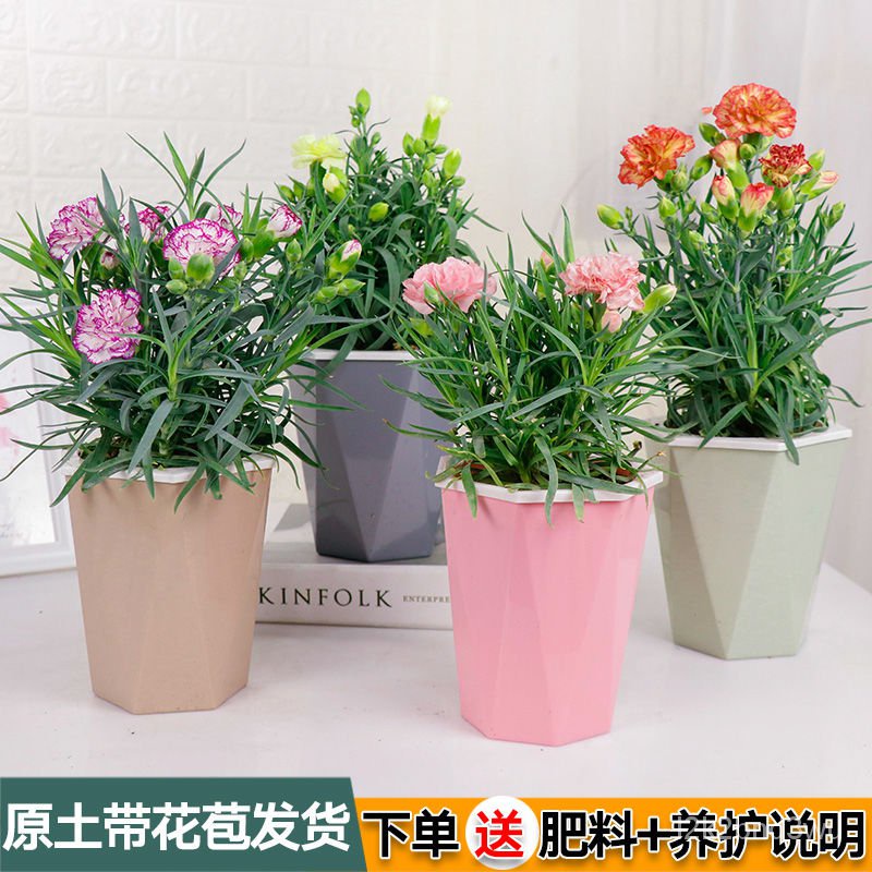 Carnation Potted Plant with Bud Pink Seedlings Indoor Balcony Courtyard