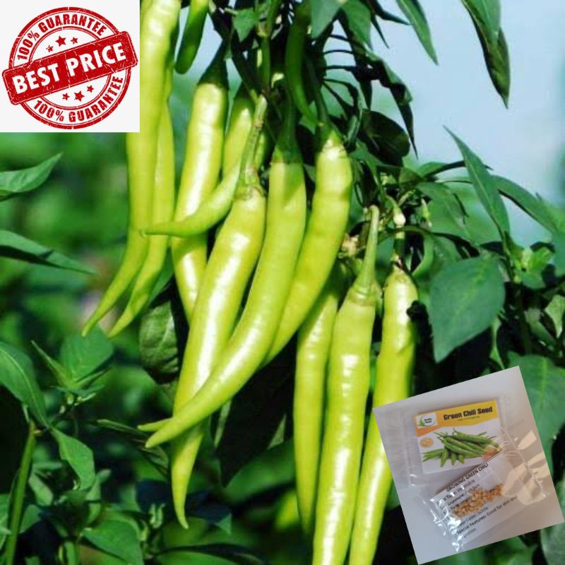 Sili Panigang Seeds 50pcs Shopee Philippines