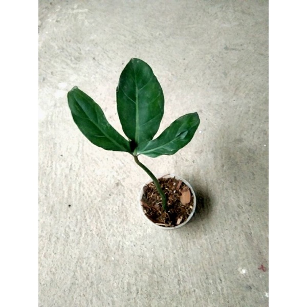 Philodendron Sanctamartinense: COD for Mindanao only, other logistics ...