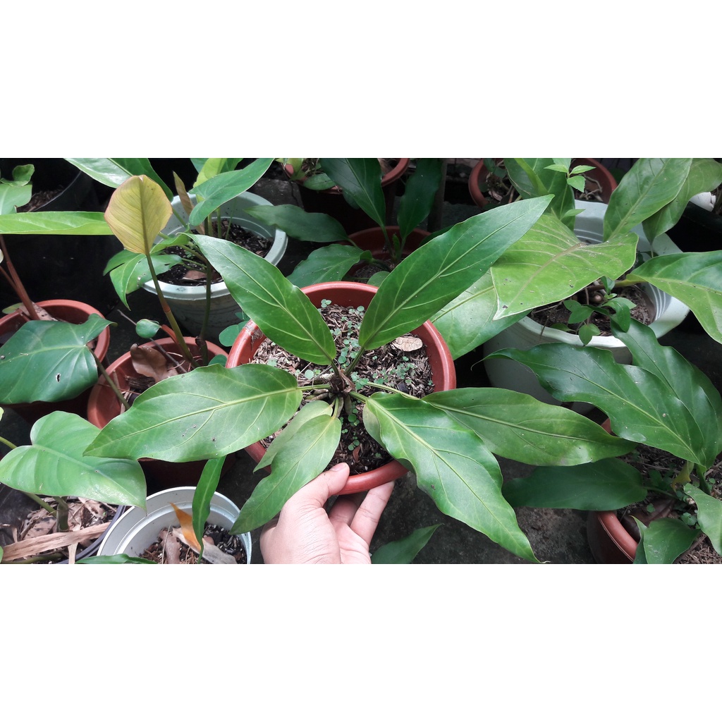 Juvenile Anthurium plowmanii ( Wave of Love Anthurium Plant ) | Shopee ...