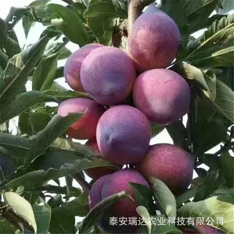 Base Wholesale Fruit Sapling France Prune Sapling Supply Foot Grafting