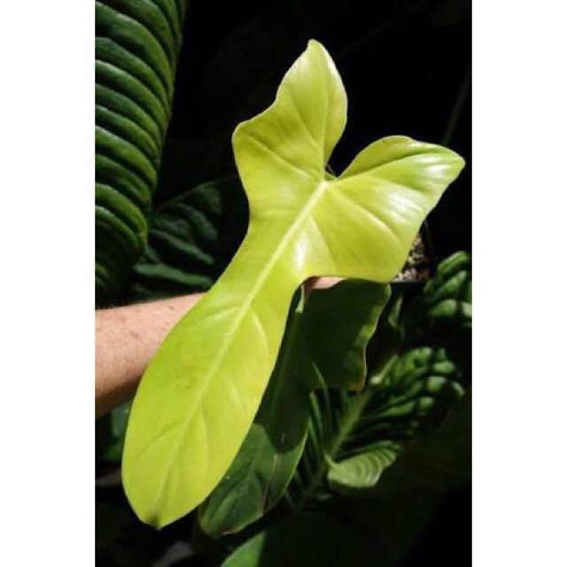 Philodendron Bipennifolium And Florida Beauty Shopee Philippines