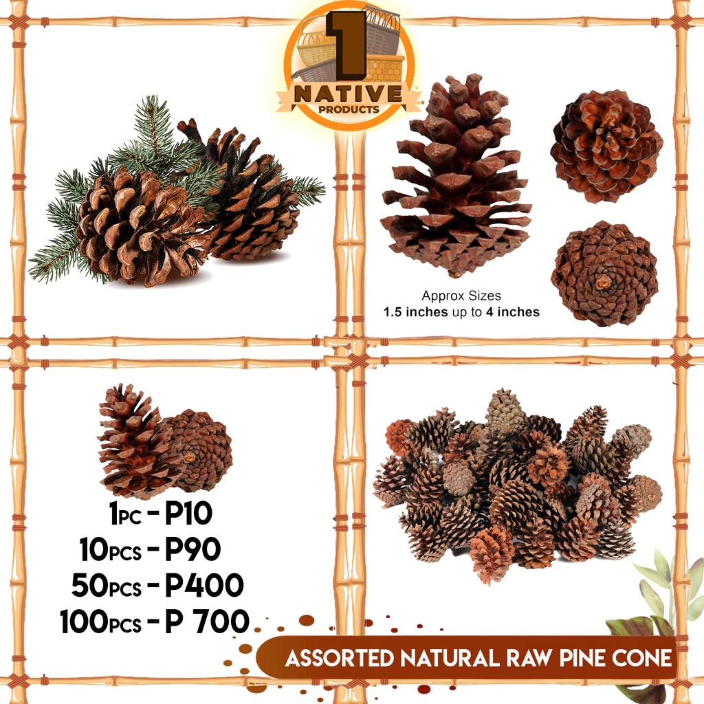 Pine Cone Best Prices And Online Promos Jan 2023 Shopee Philippines   8369d6eff1513ea78c6a86a7b3ccc791