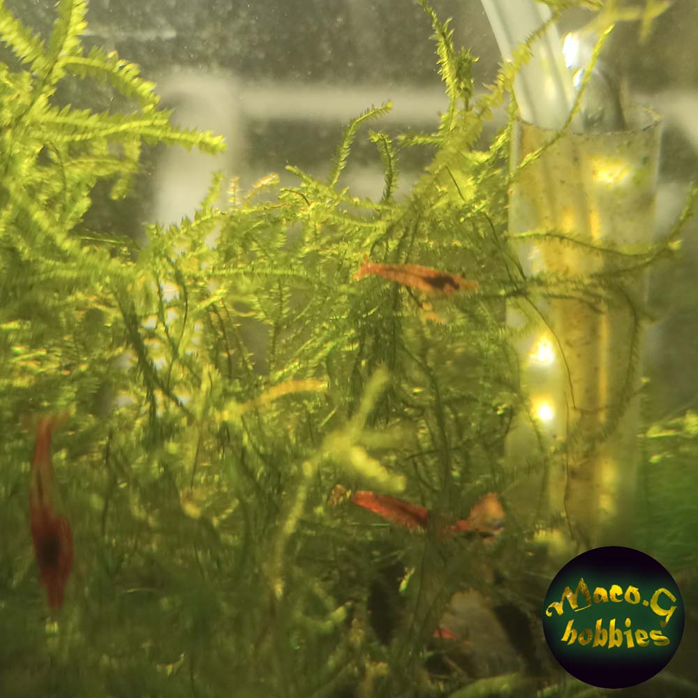 Java moss - Fresh from my shrimp tanks - Live aquatic plants best for shrimps and aquascape #6