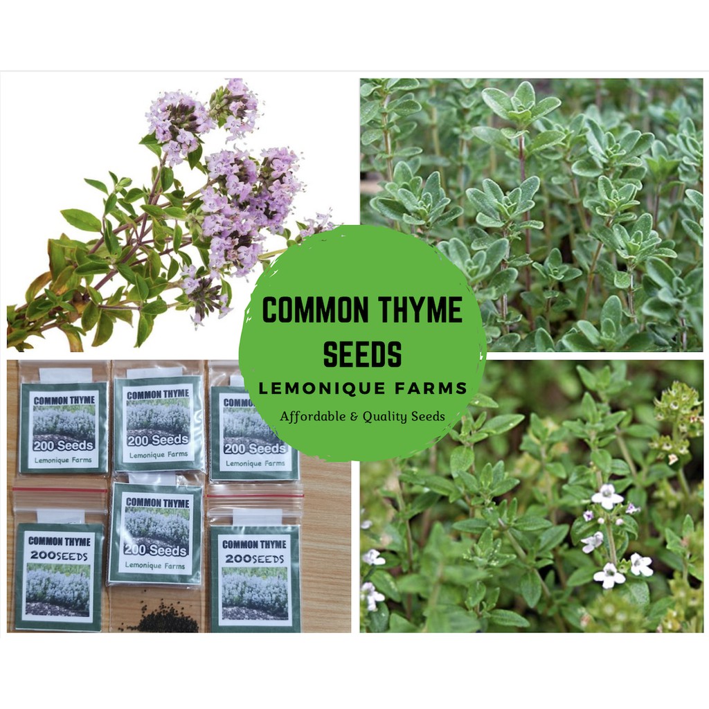 Common Thyme Herb Seeds for Planting Shopee Philippines