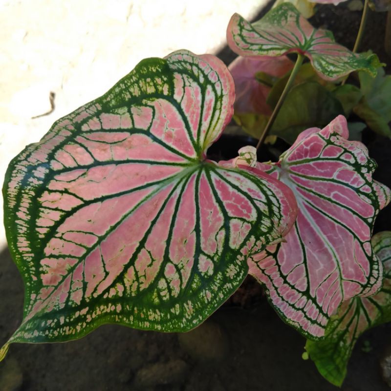 Caladium Thai Beauty BULB (RARE) Shopee Philippines