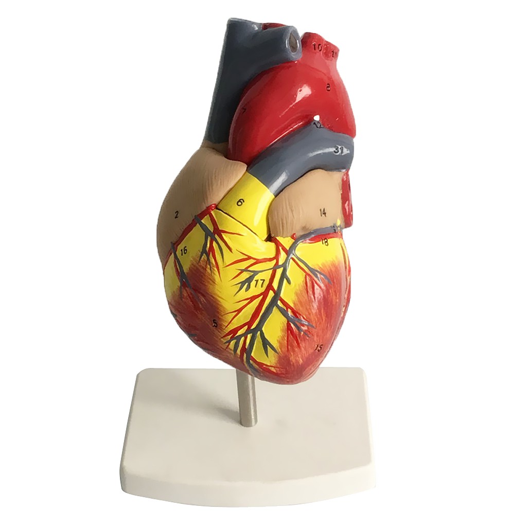 Human Lifesize Anatomical Emulational Heart Anatomy Viscera Model ...