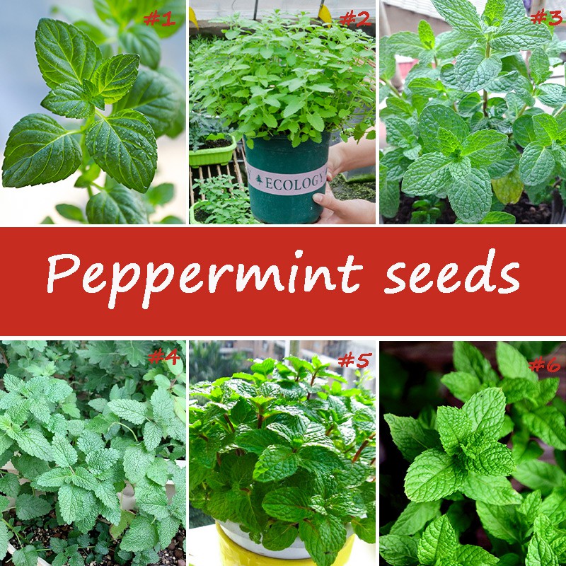 50Pcs Mint  Seeds Perennial Herb Plant  Seed for Garden Balcony Planting Easy to Plant Green Vegetab