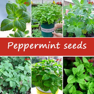 50Pcs Mint  Seeds Perennial Herb Plant  Seed for Garden Balcony Planting Easy to Plant Green Vegetab #1