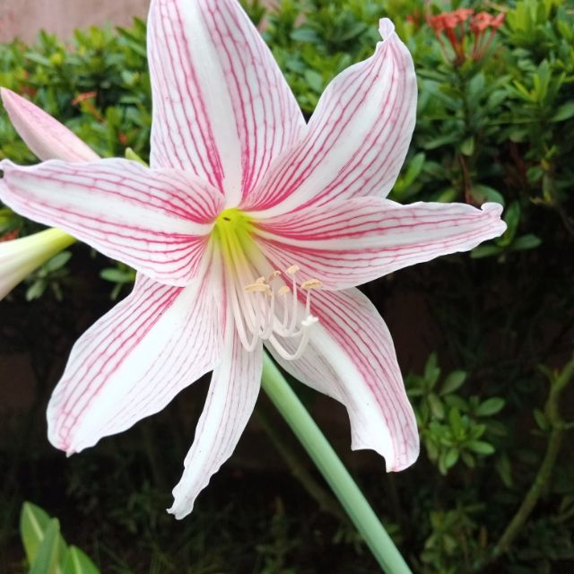 Amaryllis Bulb Mrs. Garfield | Shopee Philippines