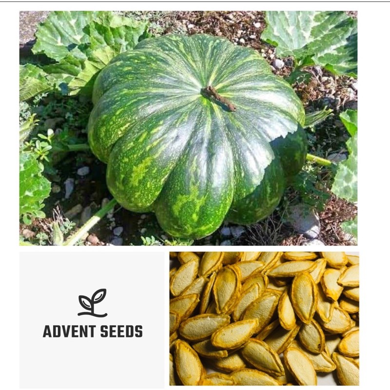 KALABASA/ Squash Seeds Vegetable Seeds Shopee Philippines