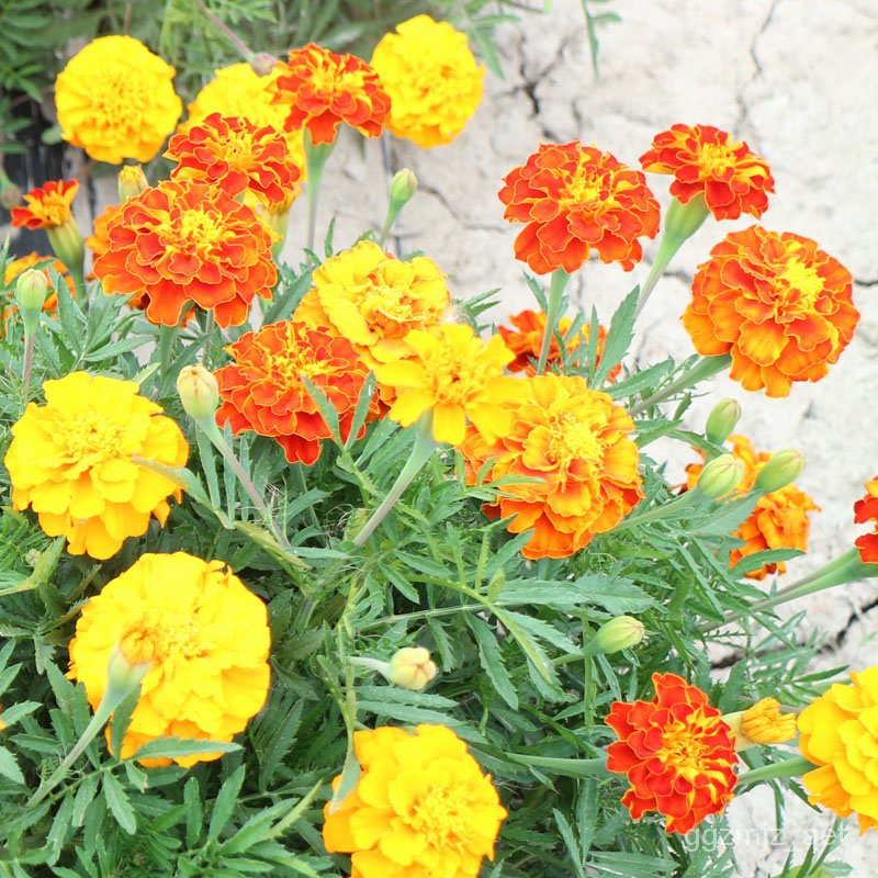 Mixed Seeds Marigold Flower Seeds for Sale 100 seedspack, Mix Color Gardening Flower Seed Bonsai Se