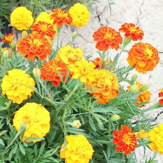 Mixed Seeds Marigold Flower Seeds for Sale 100 seedspack, Mix Color Gardening Flower Seed  Bonsai Se #3