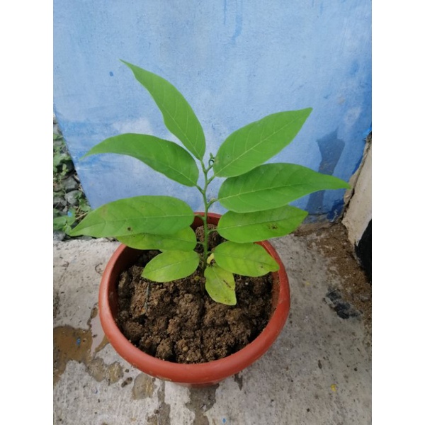 atis seedling Plant in a Pot 12x12 | Shopee Philippines