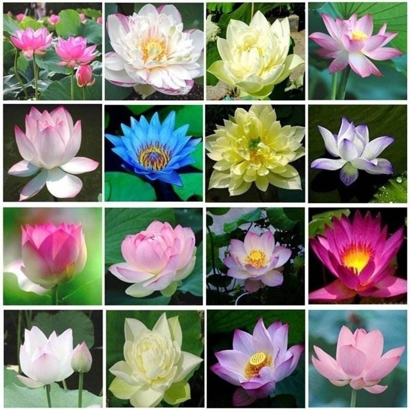 Bonsai Graines de Fleurs de Lotus Summer Virgo Real Bol Pot Hydroponique plantes aquatiques 