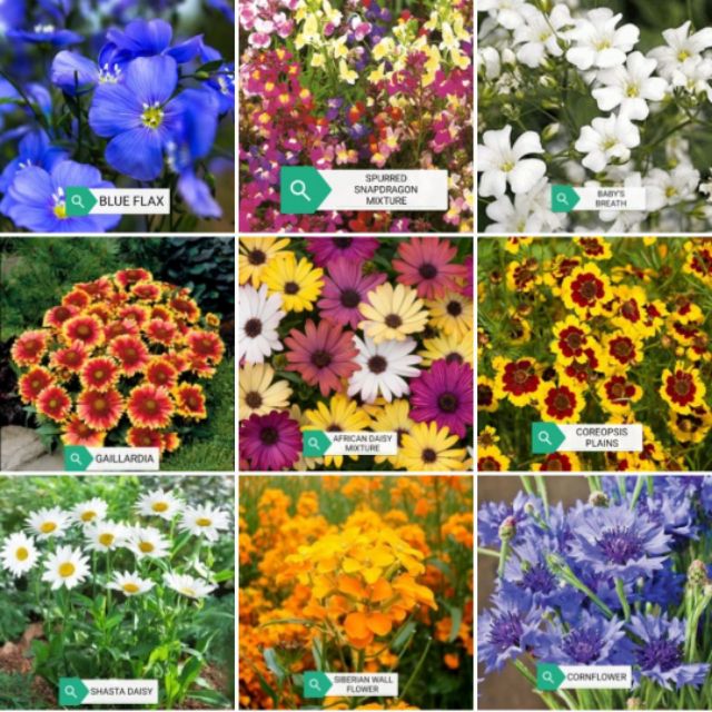 FLOWER MIX FOR DRY LAND seeds | Shopee Philippines