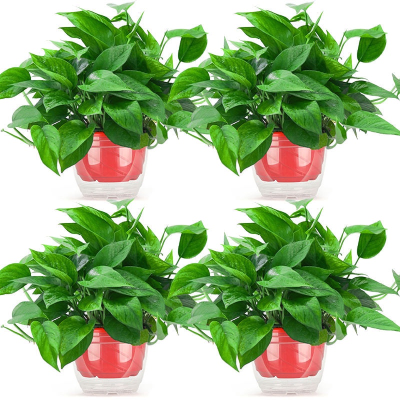 Scindapsus Aureus Bonsai Indoor Flower Plant Formaldehyde Remover Green