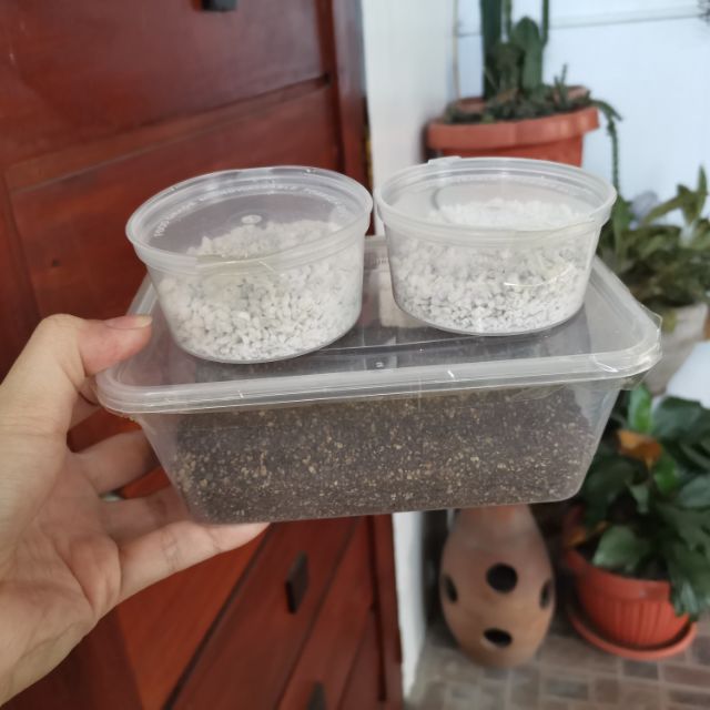 Complete Lithops Potting Mix Shopee Philippines