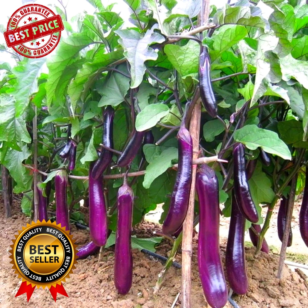 LONG EGGPLANT SEEDS 25pcs Seeds HYBRID EASY TO GROW HIGH YIELD   858a984f833a71fa7d4a84232a0bd12e