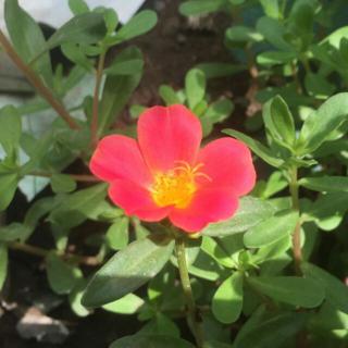 Portulaca Grandiflora Vietnam Rose Shopee Philippines