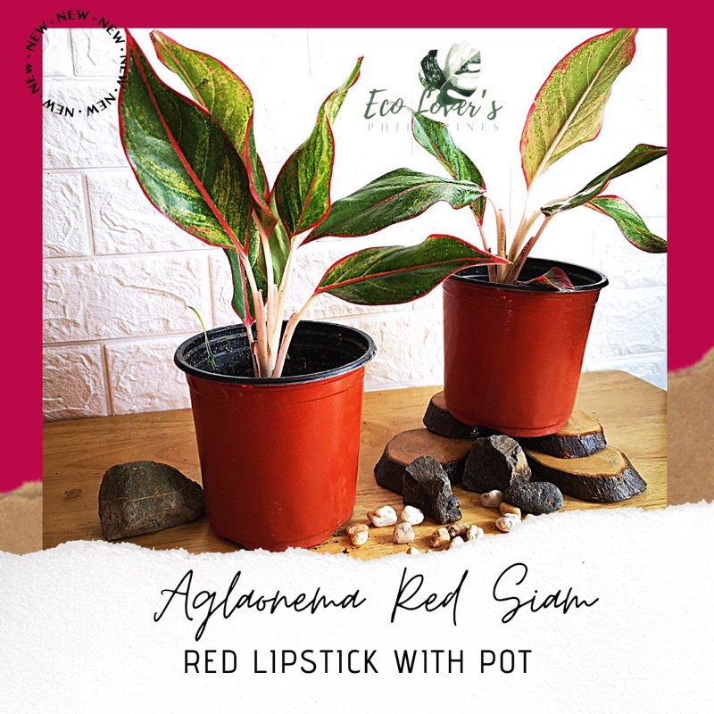 Aglaonema Red Siam Aurora / Red Chinese Evergreen with pot