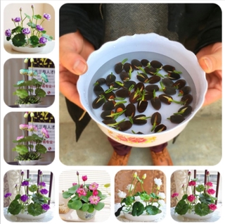 5Pcs Lotus Flower Seeds Rare 6 Kind Water Plant Bonsai Hydroponic Garden