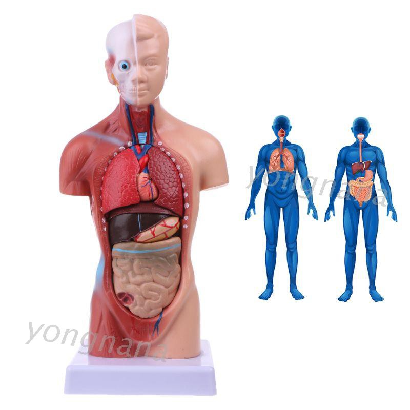 Stationery Human Torso Body Model Anatomy Anatomical Medical Internal Organs For Teaching Shopee Philippines