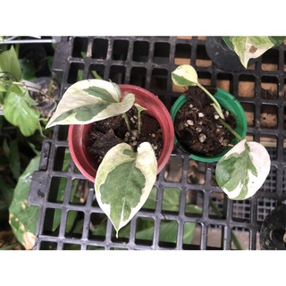 Mixed Seeds epipremnum aureum pearls and jade manjula njoy pothos trailing marble queen house aroid  #2