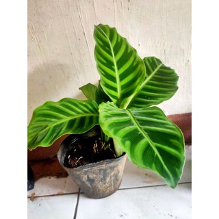 Philodendron Bundle Of 6 Varieties Cuttings Promo Shopee Philippines