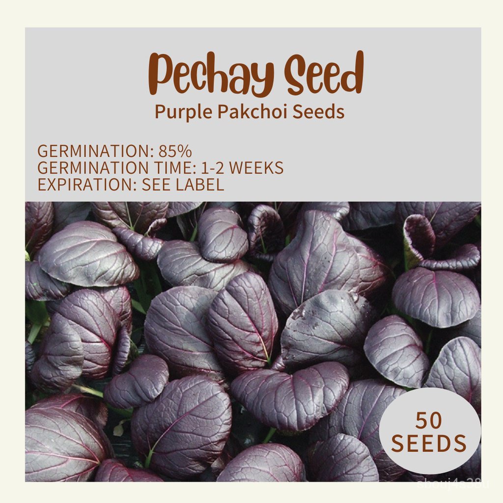 flower seeds (RARE) Purple Pakchoi / Pechay Seeds from Korea / 50pcs