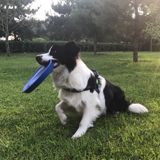 ₪American start mark star pet dog Frisbee training dog toy bite resistant soft Frisbee dog toy ball