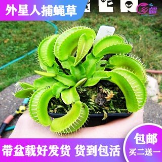 ۞☃✘Base direct sales [alien/alien Venus flytrap] carnivorous plant piranha flower mosquito repellent