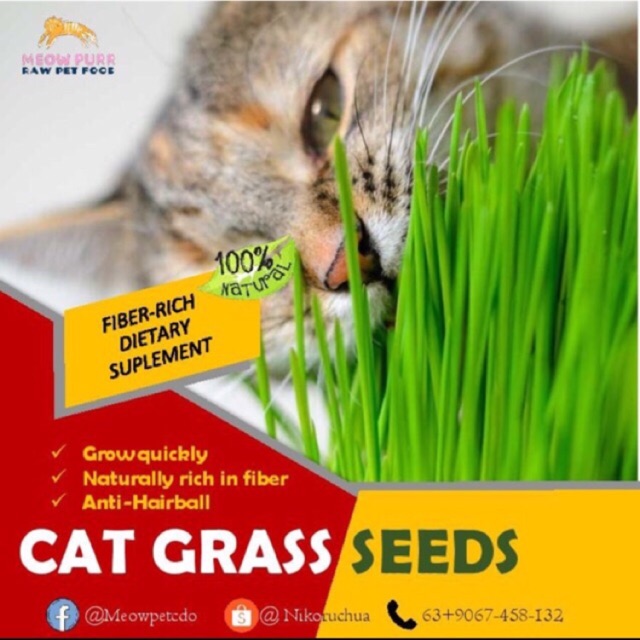 CAT GRASS SEEDS/ PET GRASS SEEDS. Shopee Philippines