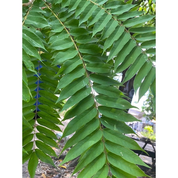 kamias leaves uses