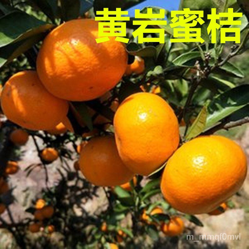 Huangyan Seedless Tangerine Sapling Huangyan Mandarin Seedlings