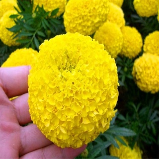 New Store Offers Philippines Ready Stock 100 Pcs Marigold Seeds Home Garden Fruit Seeds Flower Seeds #2