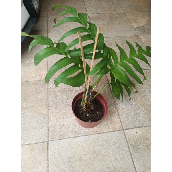 monstera dragon tail,live plant | Shopee Philippines