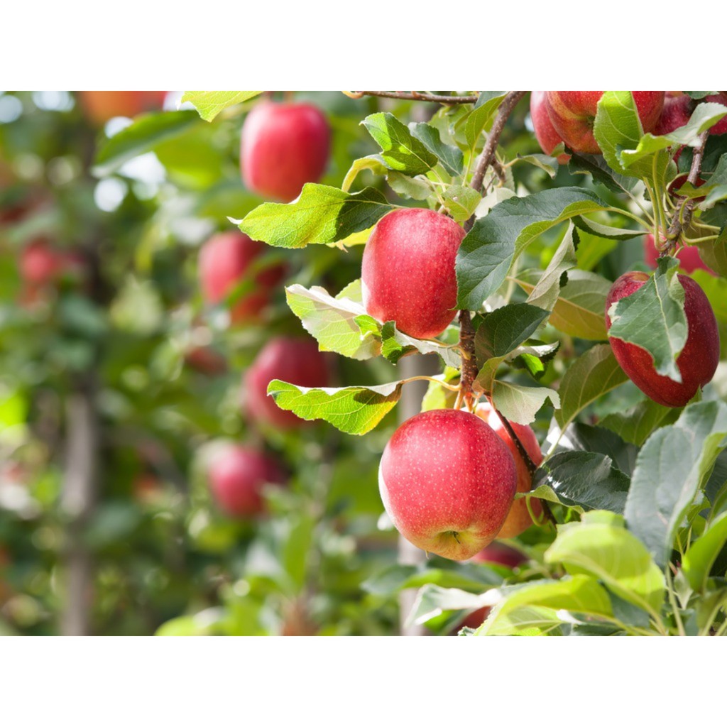 30 Apple Fruit Tree Seeds Home Garden Bonsai Healthy Delicious Perennial Plants 