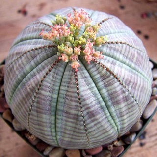 100pcs/Bag Cactus Seeds Bonsai Perennial Rare Succulent Plants Office #2